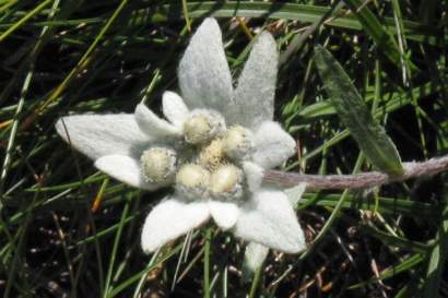 edelweiss-kals.jpg